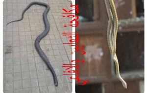 اسعار شركة مكافحة الثعابين في راس الخيمة