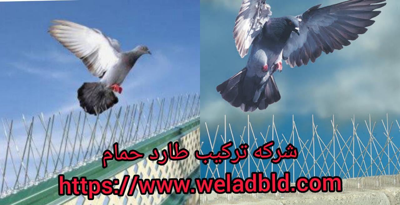 شركة تركيب طارد الحمام في المنامة
